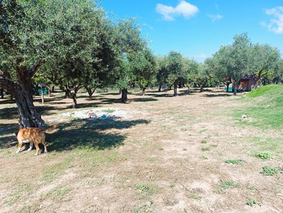 Abstellplatz - Bewachung: Überwachung mit Hunde - Farma Noe, Peloponnes